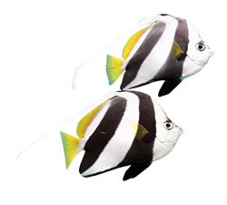 魚