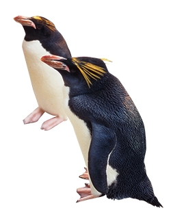ペンギン
