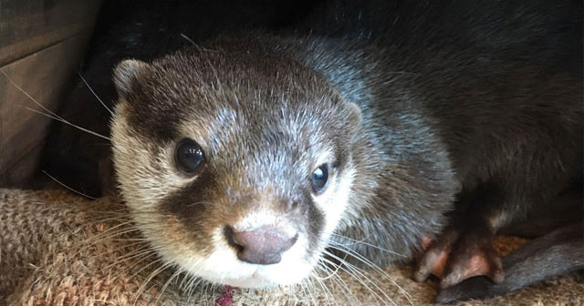 Handshaking Asian Small-Clawed Otter