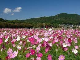 [ゴルフ場からのアクセス：車で平常時7分] 四季折々の花や野鳥などの豊かな自然を楽しめます。(有名な曼珠沙華は9月中旬～下旬が見頃です。)