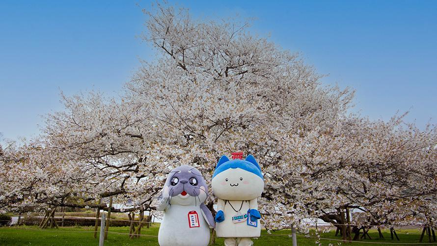 箱根園 湖畔の一本桜