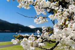 桜イメージ