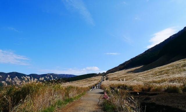 仙石原すすき草原