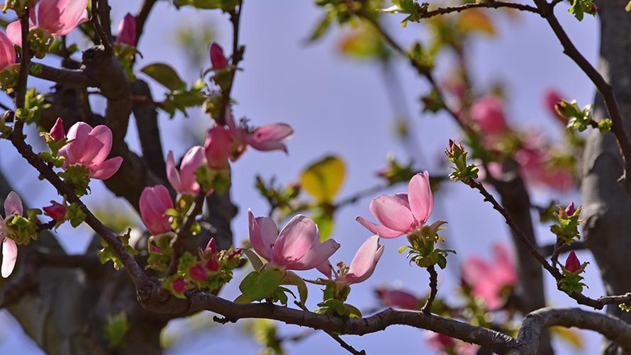 3月～4月　カリン