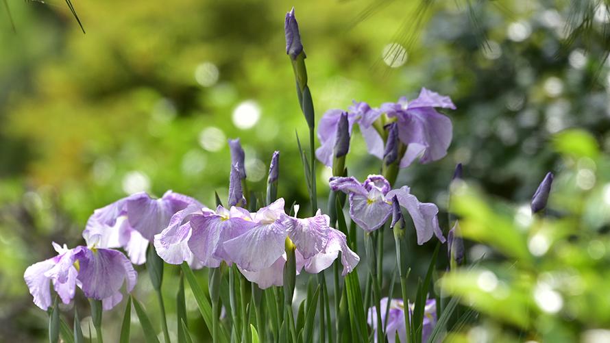 6月　ハナショウブ