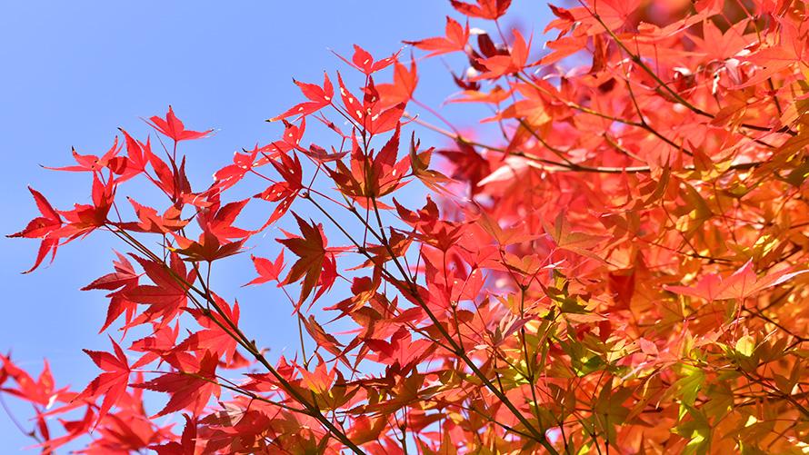 11月　紅葉