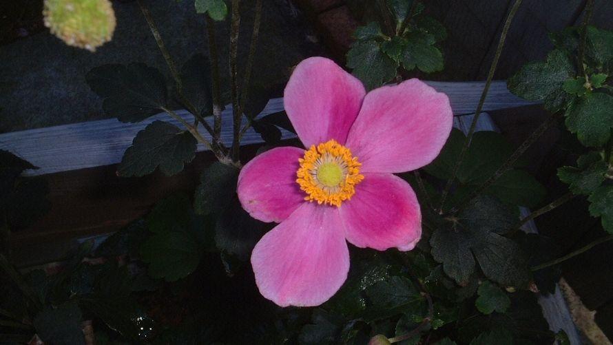 10月　秋明菊