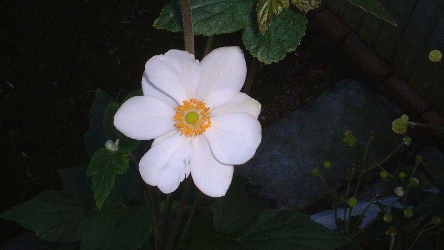 10月　秋明菊