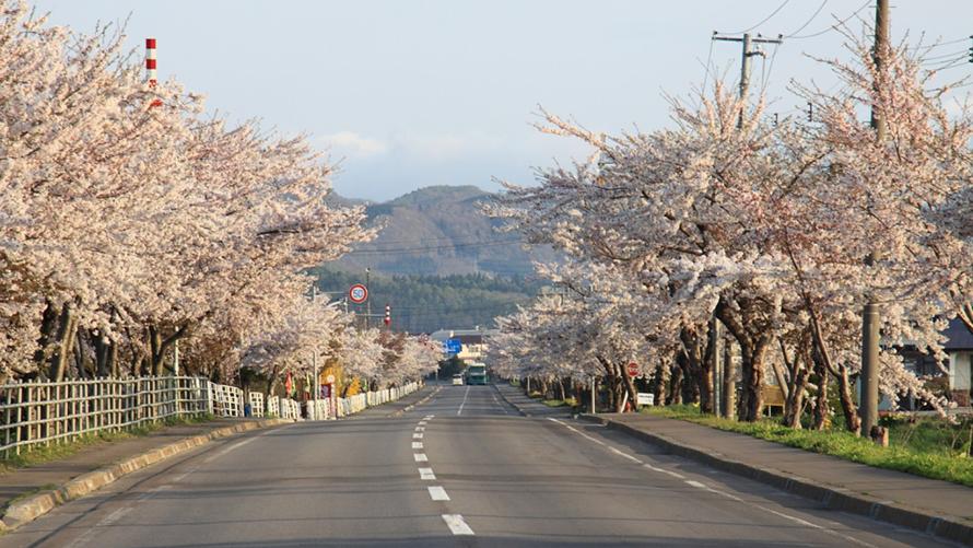 清川千本桜