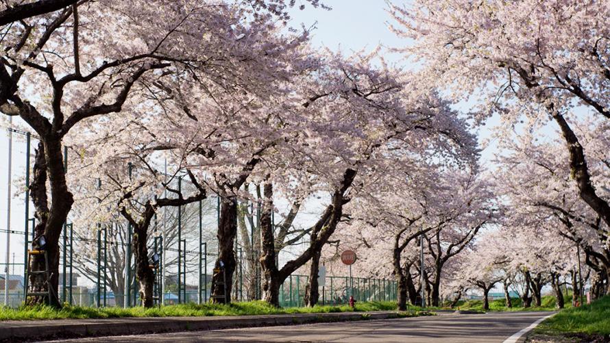 大野川沿いの桜並木