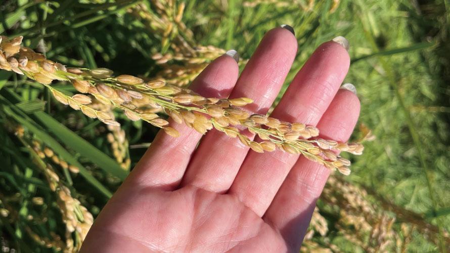 「京北産 みやこめぐる米」提供について