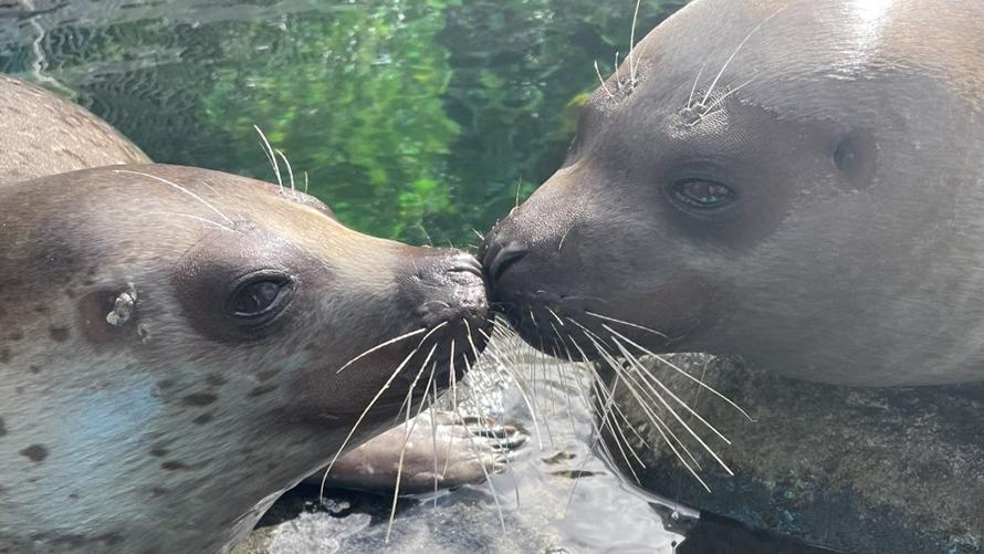 アザラシ2頭がキスをしている様子