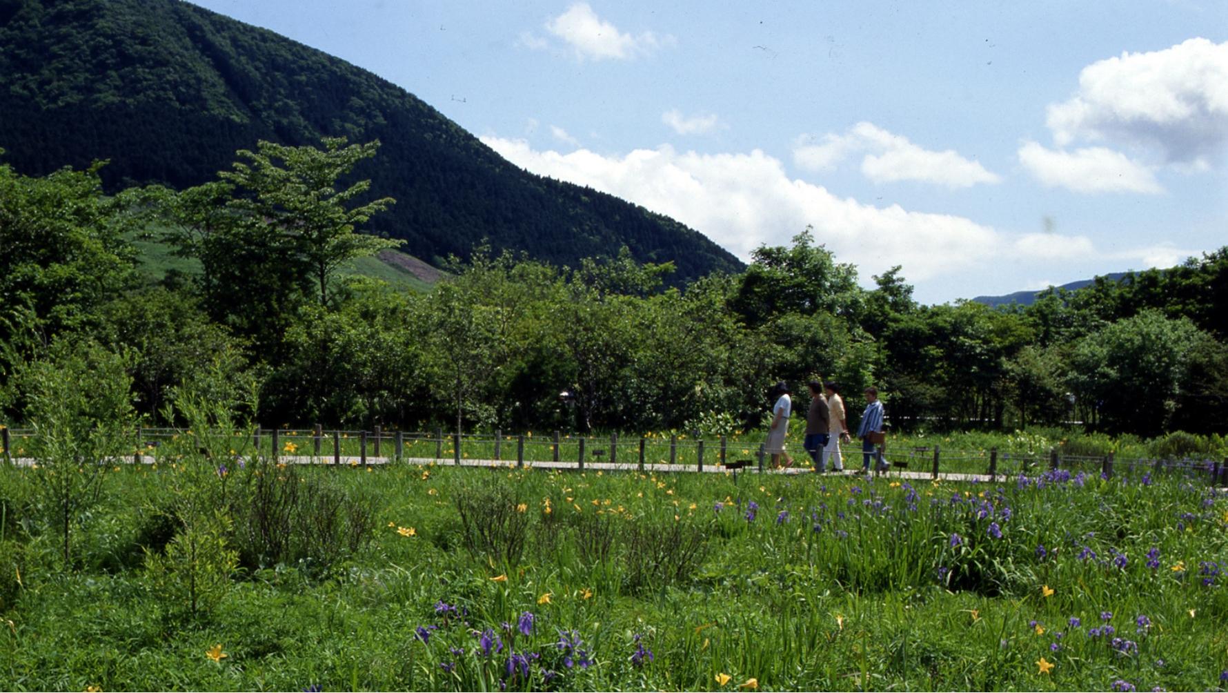 箱根湿生花園