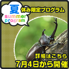 夏休み限定プログラム