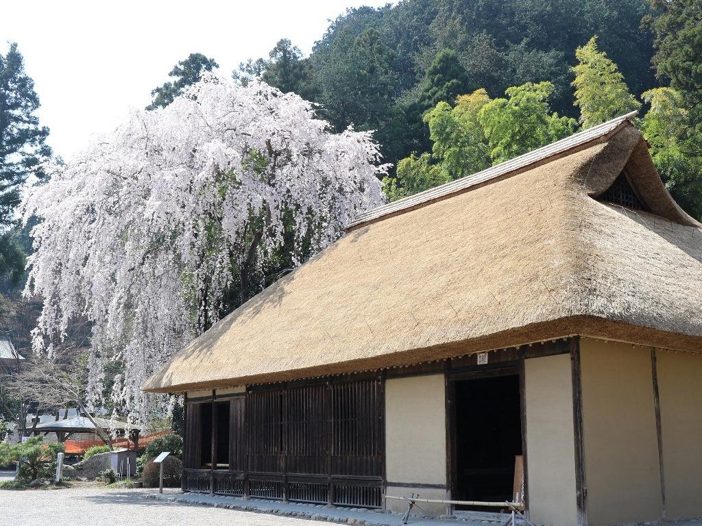 高麗神社イメージ