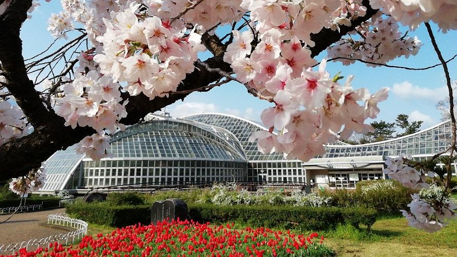 京都府立植物園　染井吉野とチューリップと観覧温室