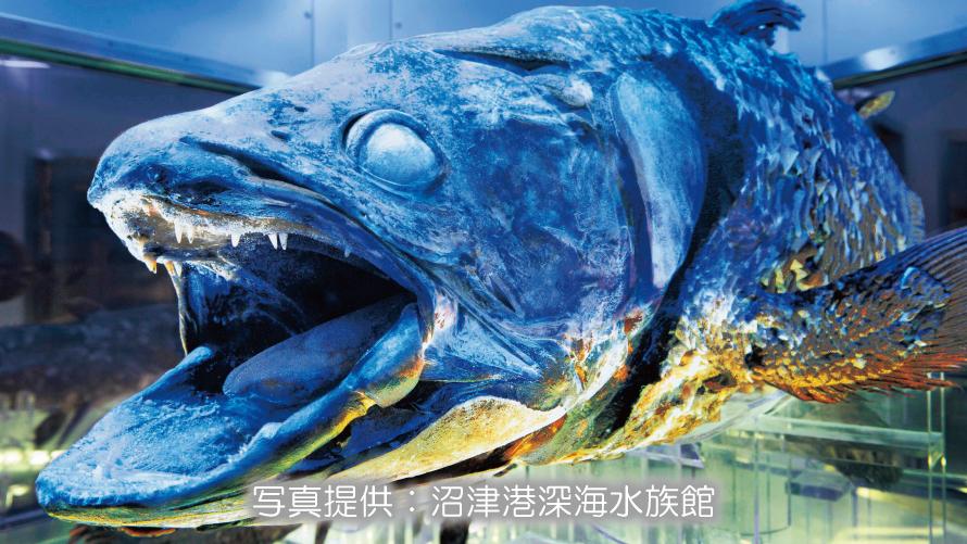 沼津港深海水族館　シーラカンス・ミュージアム