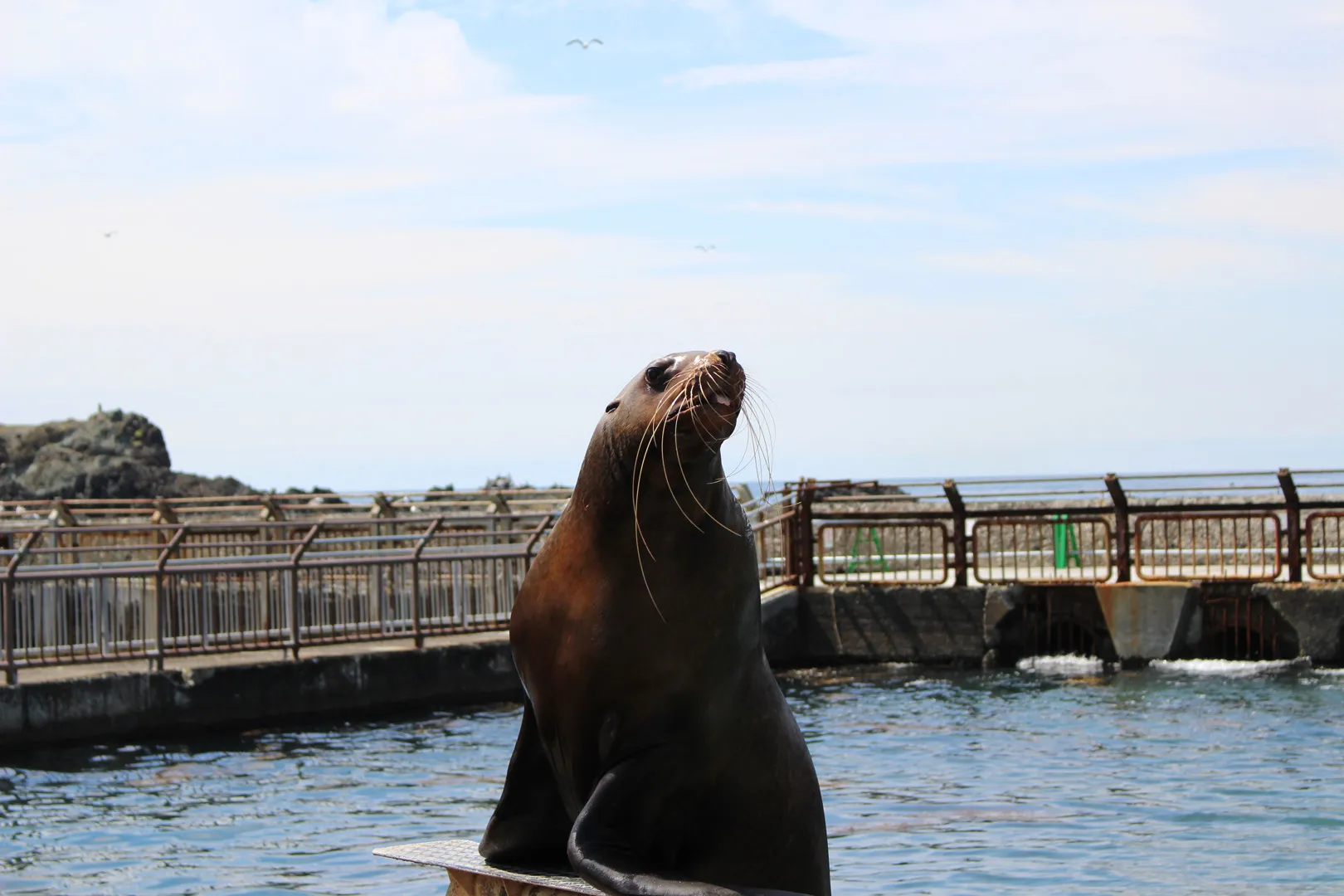 おたる水族館、トド