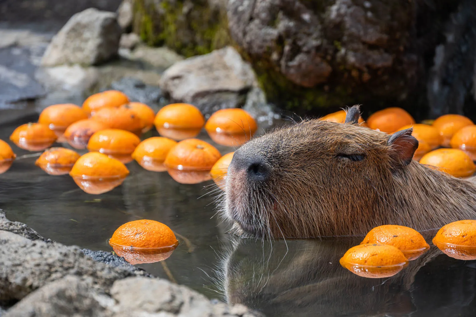 伊豆シャボテン動物公園