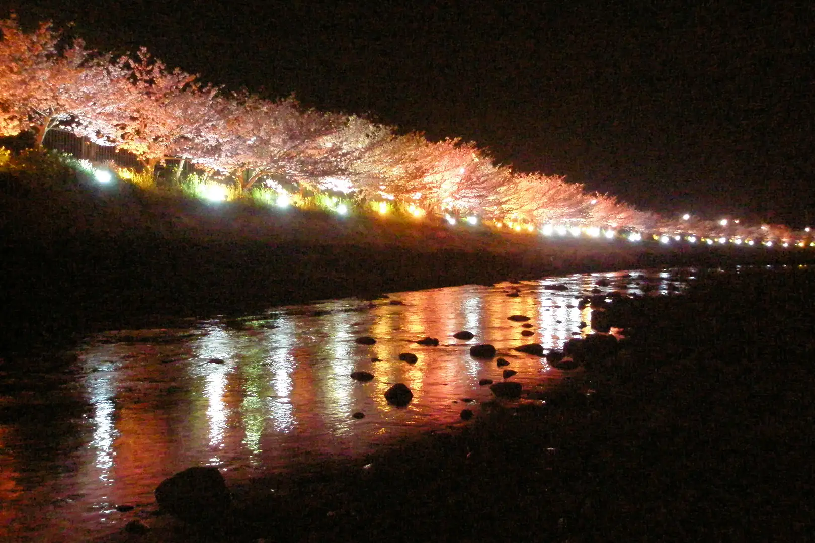 河津桜まつり