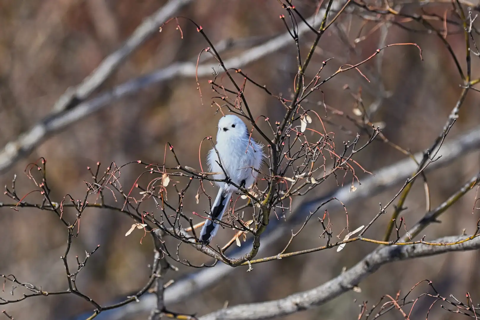 シマエナガってどんな鳥？