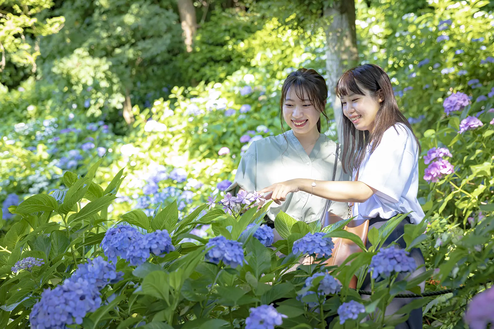 鎌倉のあじさい
