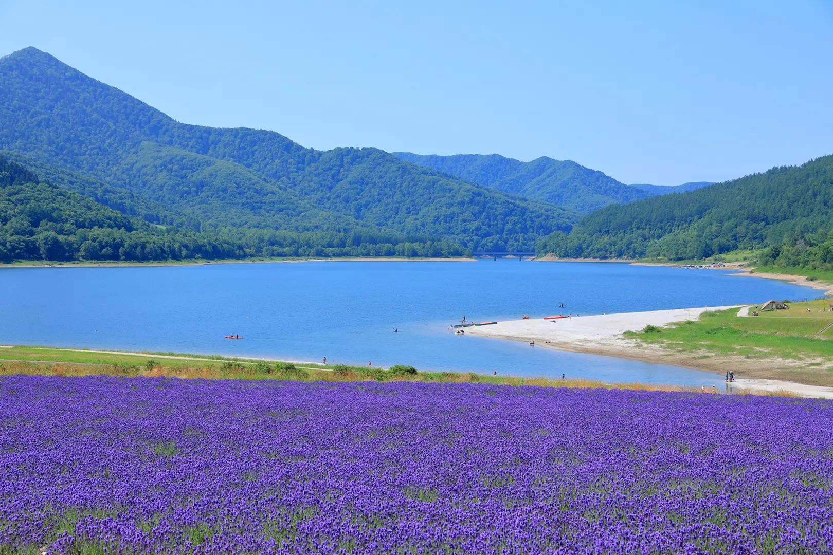 かなやま湖ラベンダー園