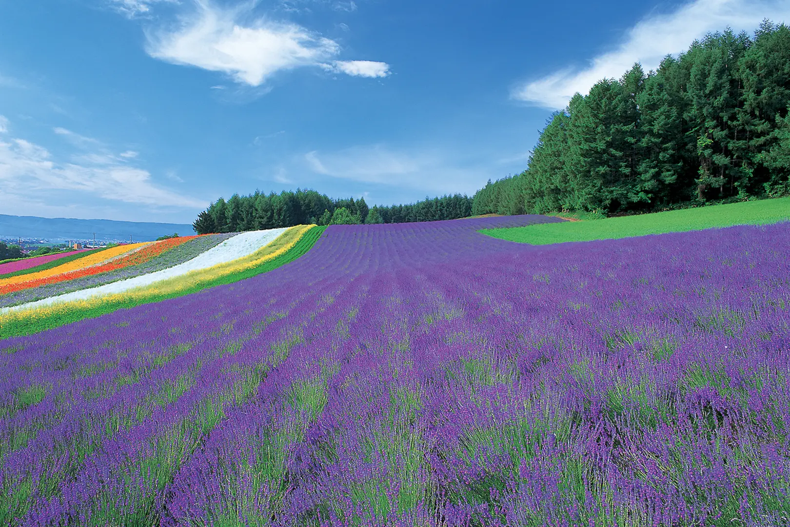 富良野（北海道）