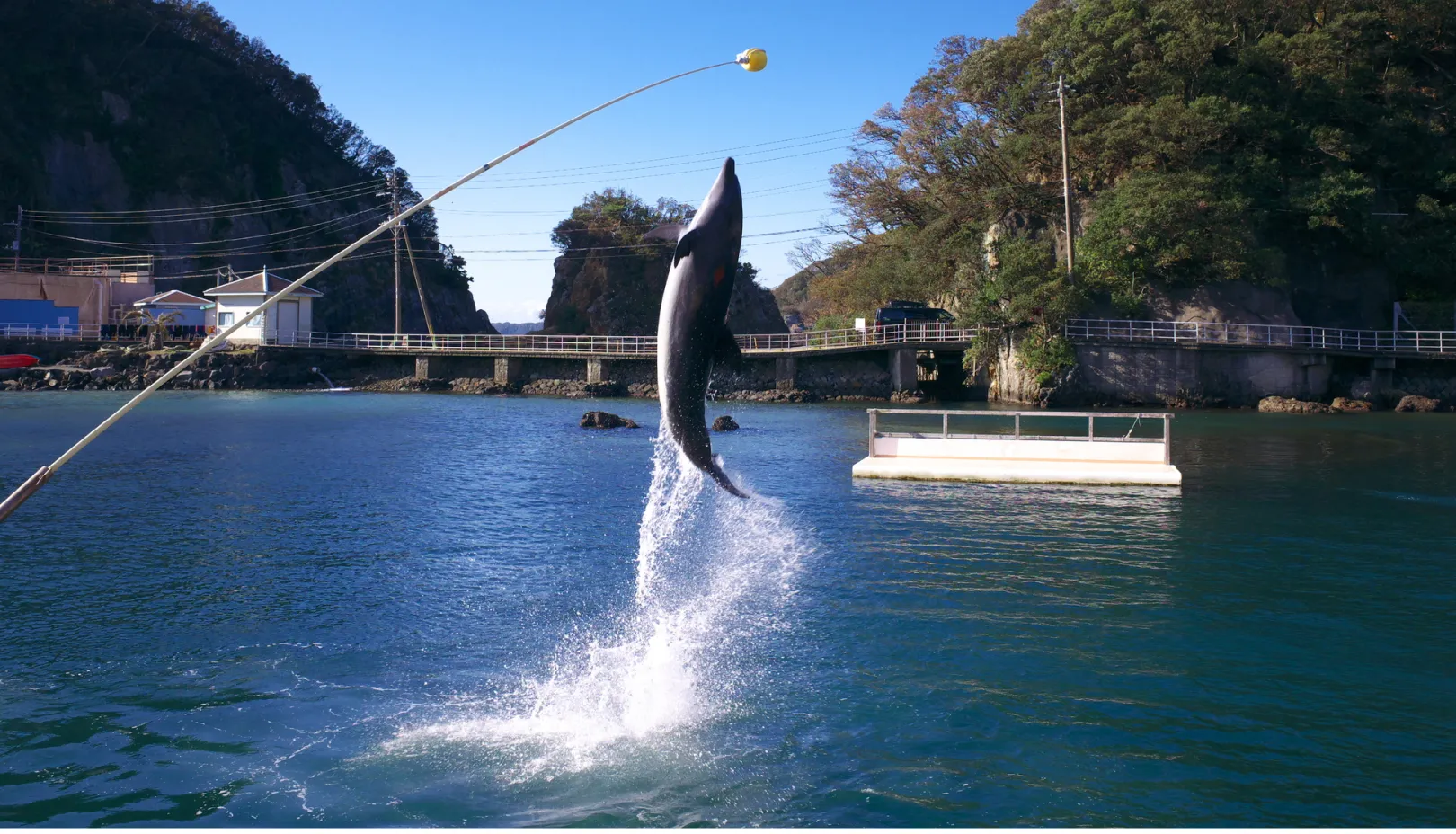 PIXTAより「下田海中水族館のイルカショー」