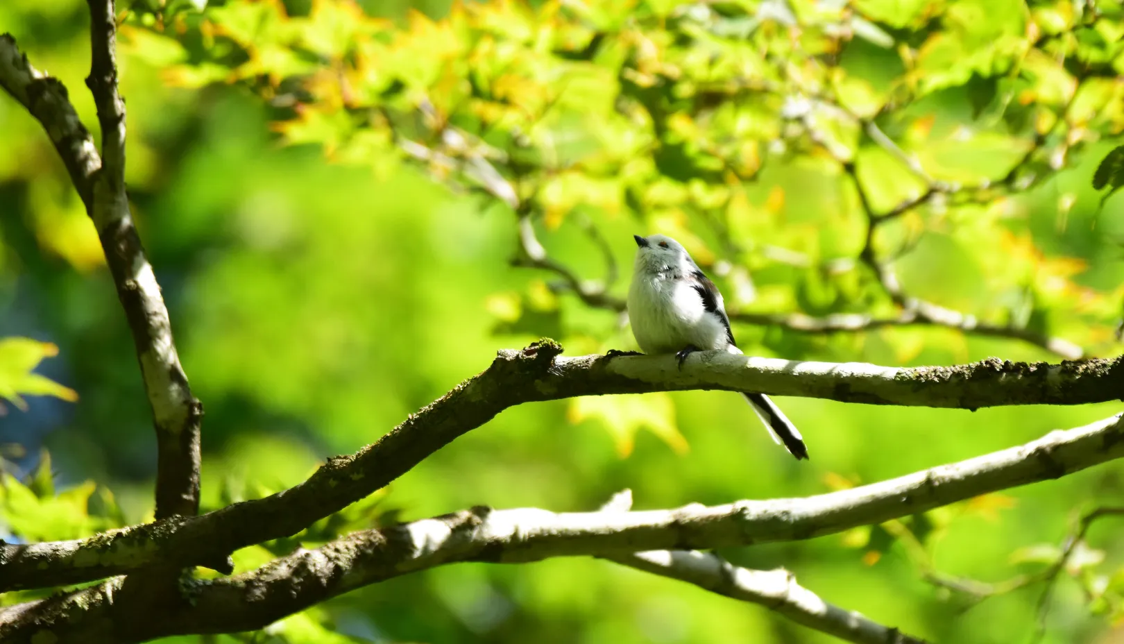 夏の鳴き声は冬と違いますか？