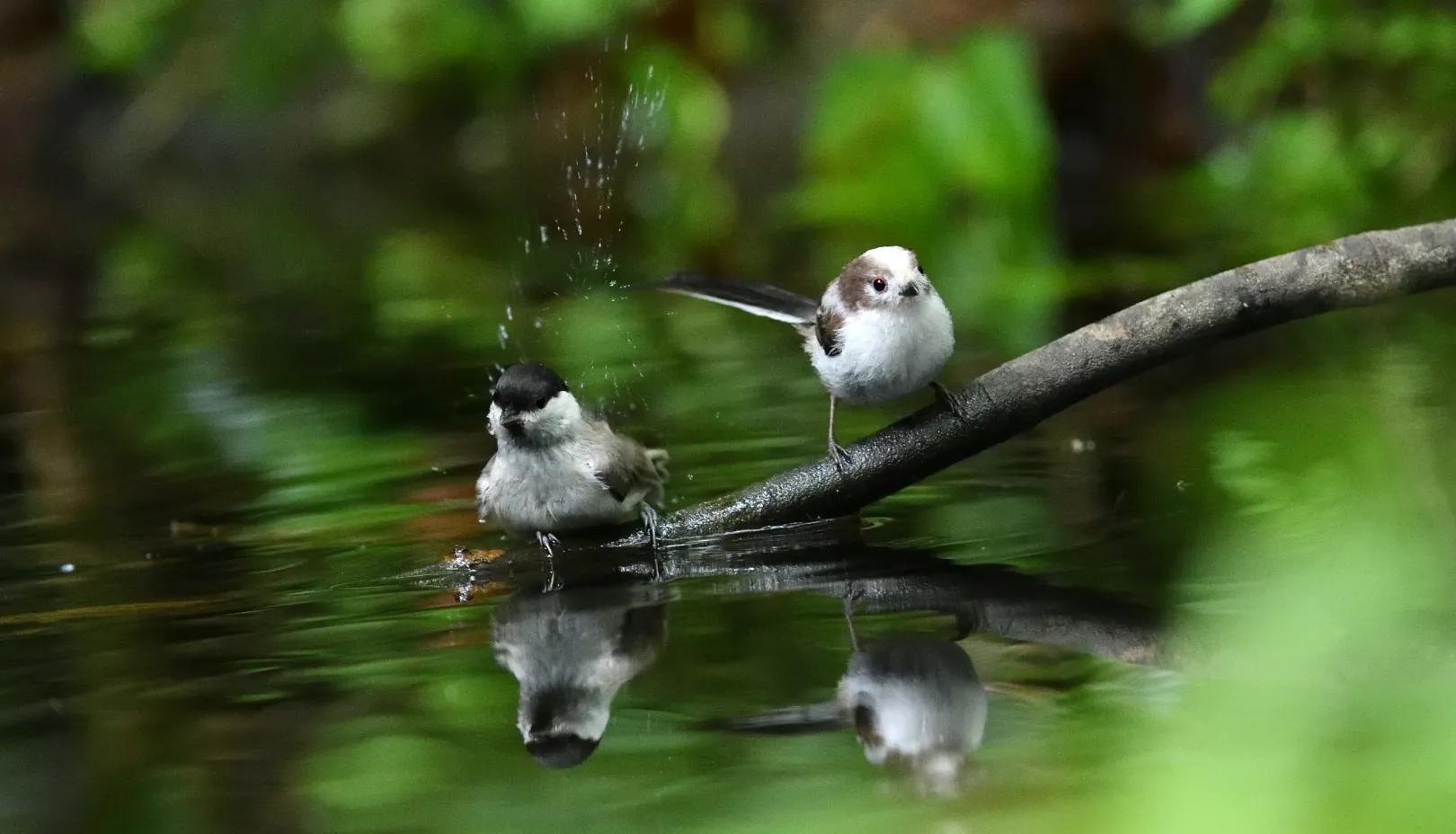 水浴びをするシマエナガ