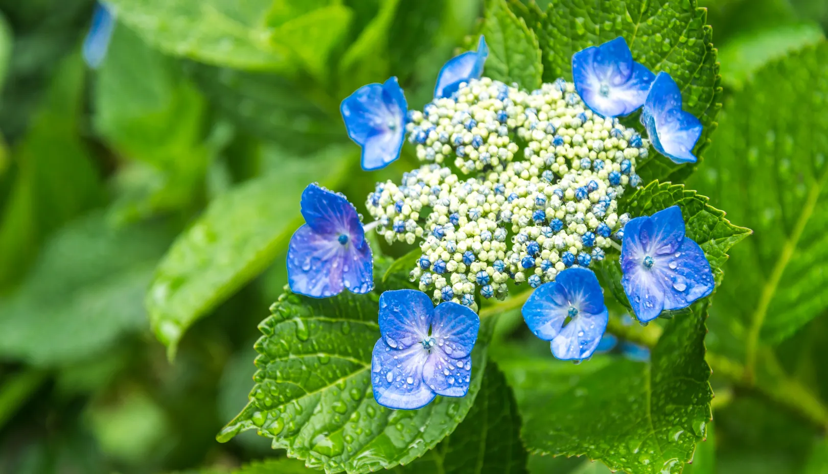 PIXTAより「ガクアジサイの装飾花」