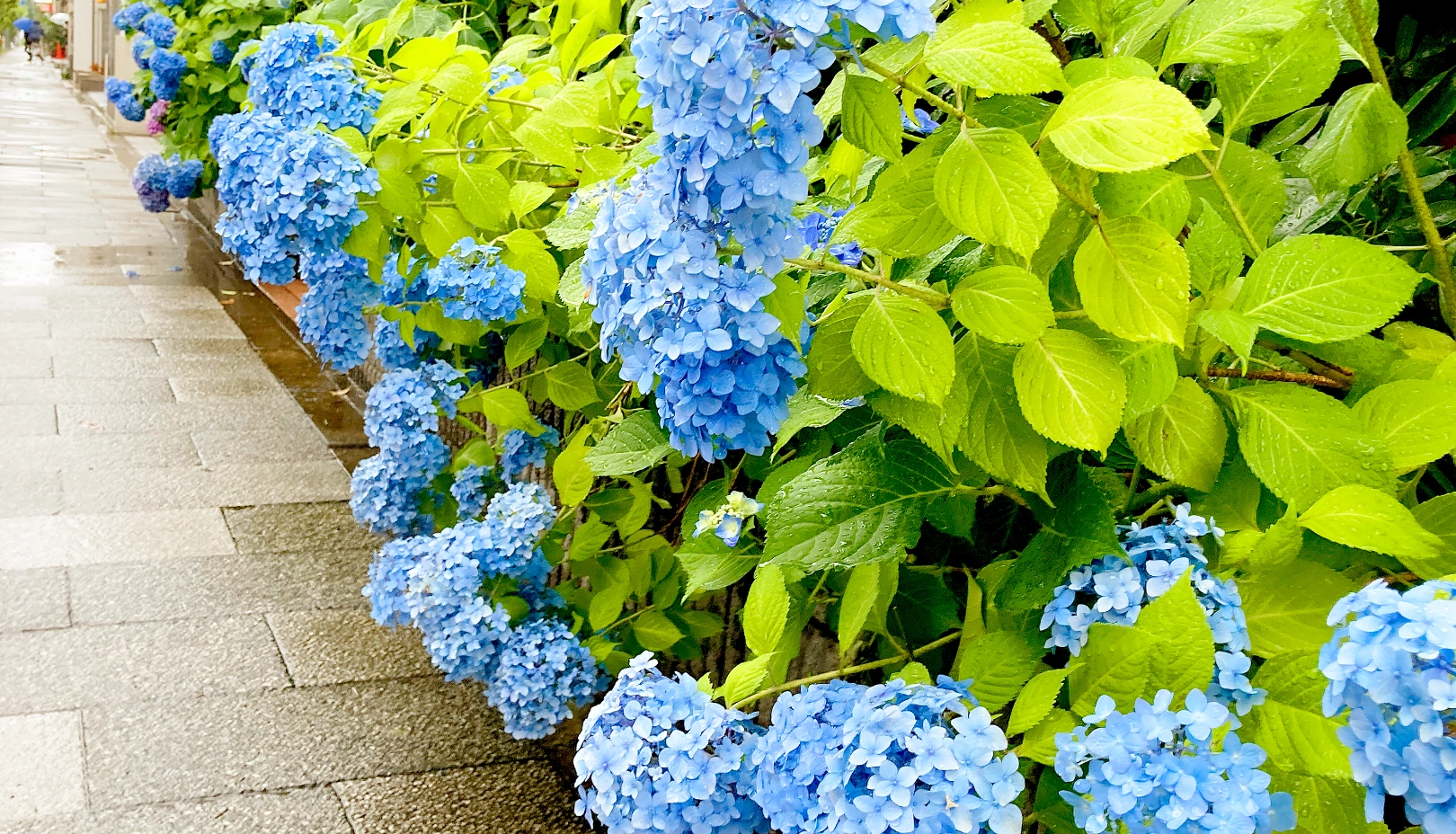 PIXTAより「雨の日にあじさいを観賞する人」