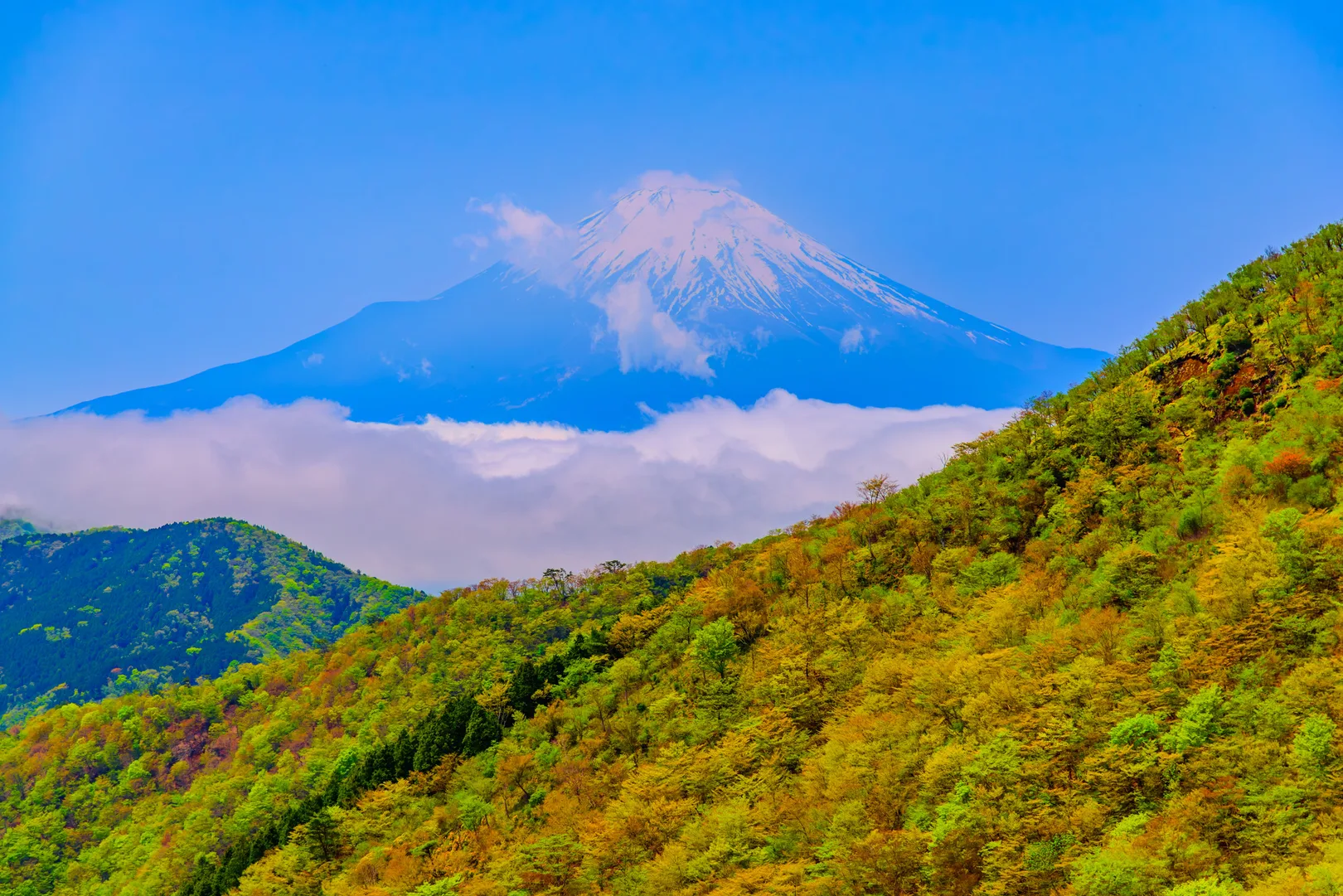 PIXTAより「初夏の丹沢から望む新緑と雲海に浮かぶ富士山」