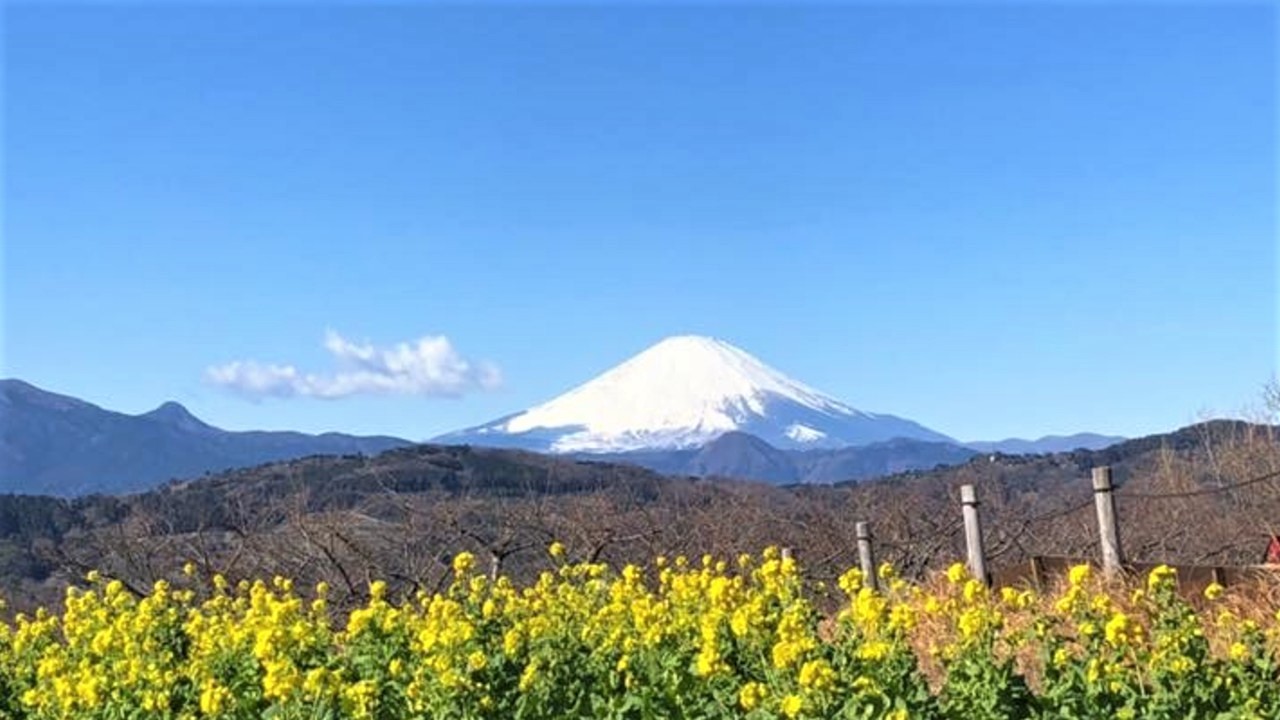 吾妻山公園