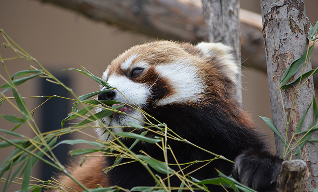 円山動物園