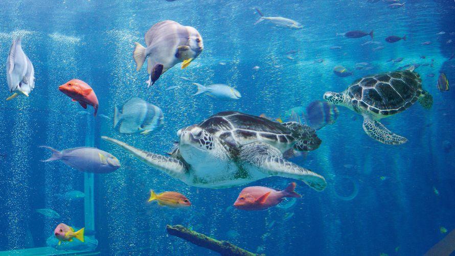 家族みんなで楽しめる箱根の楽園。 駒ヶ岳ロープウェー・遊覧船・水族館などの施設が充実。